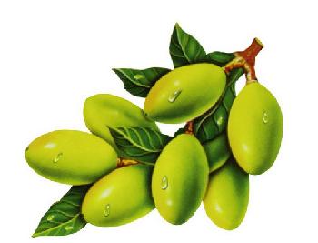橄欖的功效與作用及食用方法