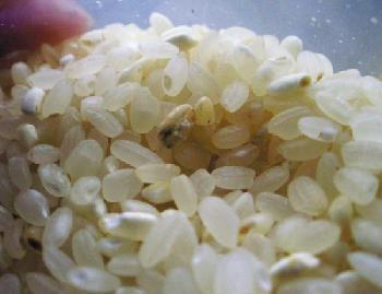 如何辨別和處理發黴的大米