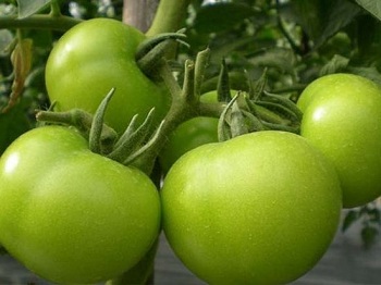 吃未成熟的西紅柿有害健康