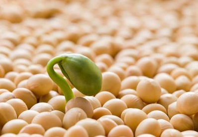大豆的營養價值