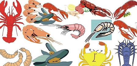 蝦的種類及食用禁忌
