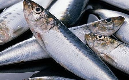 鱈魚的營養價值及做法大全