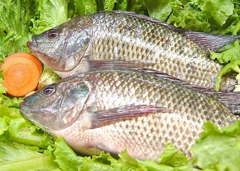 鯡魚的營養功效及食用方法