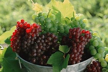 葡萄的營養價值與吃法