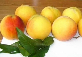 桃子的營養價值與作用