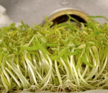 綠豆芽的營養價值