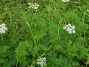 膜蕨囊瓣芹