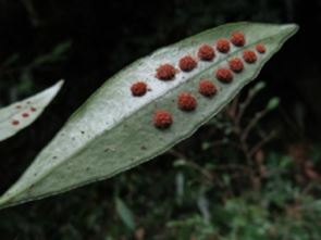 披針骨牌蕨