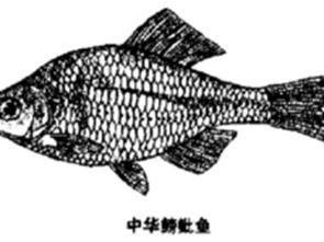 鰟魮魚