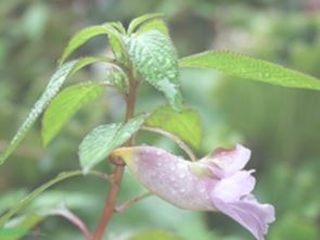 西藏鳳仙花