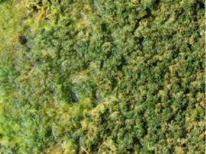 水茴香藻