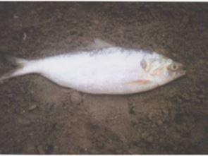 青鱗魚