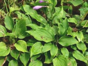 紫玉簪葉