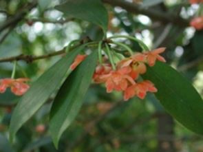 紅茴香葉