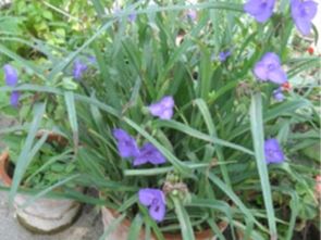 紫鴨蹠草