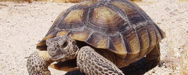 墨西哥地鼠龜的壽命 墨西哥地鼠龜壽命多少