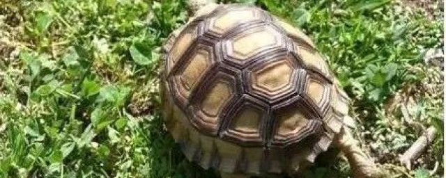阿根廷象龜飼養方法 每天認識一種龜
