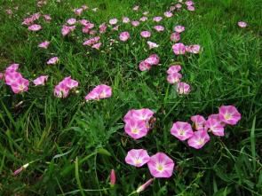 田旋花