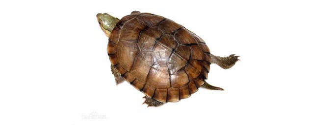 擬眼斑水龜飼養方法 擬眼斑水龜有聽說過嗎