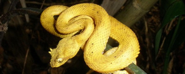 金蛇是幾月的蛇 出生在這幾月的大金蛇必然衣食無憂