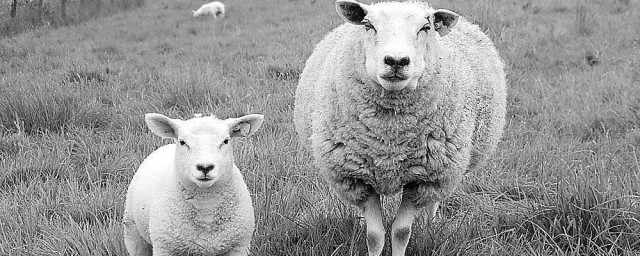 母羊排卵時間 母羊排卵時間大約在什麼時期