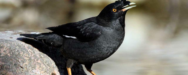黑八幼鳥怎樣飼養 黑八幼鳥如何飼養