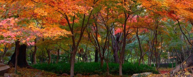 南京楓葉最美的地方 南京最美的賞紅葉聖地