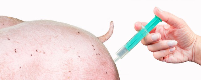 豬打疫苗反應怎麼辦 豬打疫苗後不良反應怎麼辦