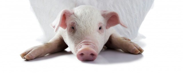 豬飼料的配方及含量 豬的常用飼料種類有幾種