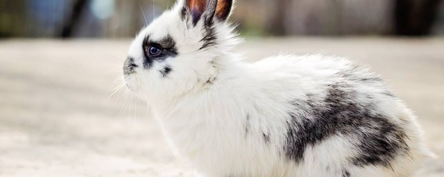 英國斑點兔飼養方法 英國斑點兔如何養殖