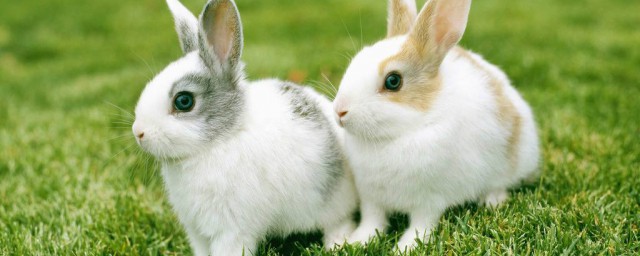 63年屬兔能活多少歲 壽命隻長不短
