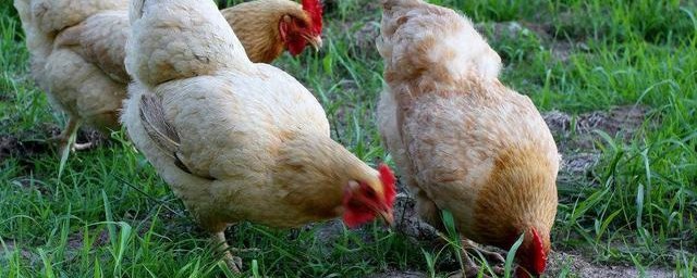 雞苗孵化出來的重量多少克為標準 雞出殼標準有多重