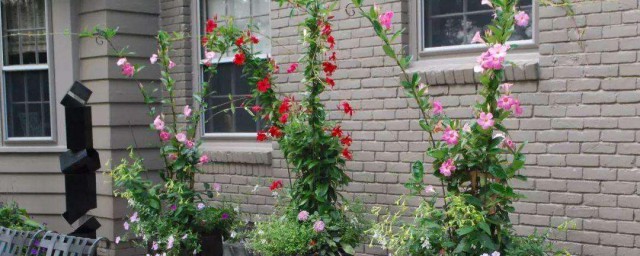 紅蟬花的養殖方法 怎麼養紅蟬花