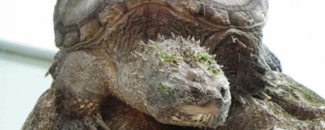 南美擬鱷龜飼養方法 需要註意哪些方面