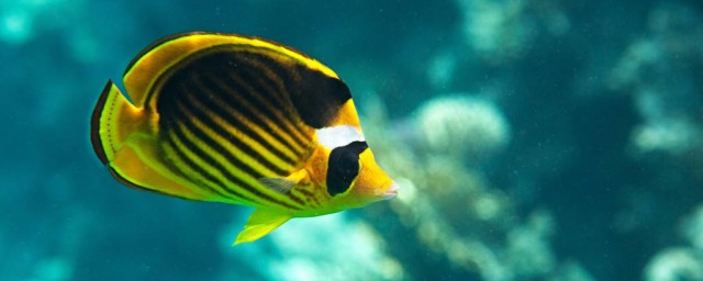 黃色蝴蝶魚飼養方法 需要註意這些內容