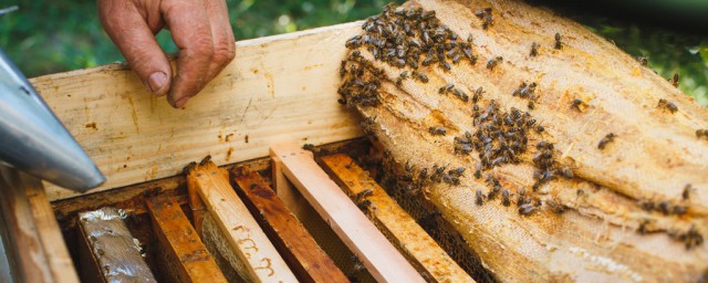 分蜂熱後期處理 簡單處理分蜂熱的方法