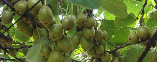 湖南獼猴桃幾年可以結果 你種過嗎