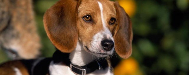 英國獵狐犬飼養方法 必須做好這幾點