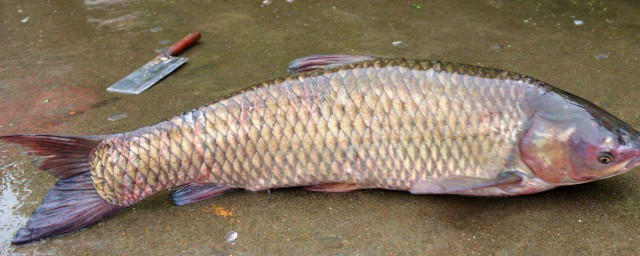 秋冬釣鯽魚窩料配方 冬季鯽魚窩料配方怎麼做