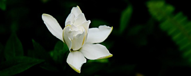 秋冬枙子花養殖方法 枙子花冬天怎麼養殖