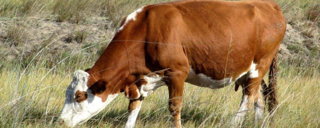 肉牛50天快速催肥配方是什麼 有什麼重點需要註意