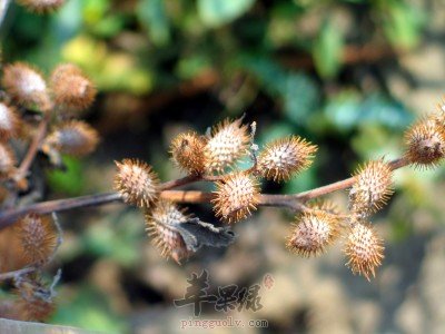 服用蒼耳子可以幫助治療濕疹