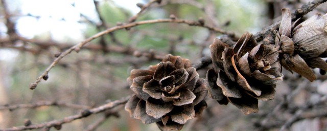 松果怎麼發芽 使松果發芽的方法詳解