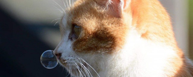 貓長期黃鼻涕怎麼回事 應該是貓感冒瞭