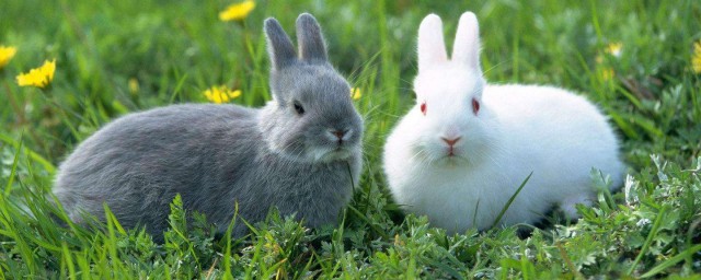 兔子流口水用什麼藥好 兔子流口水可能是兔兔口炎