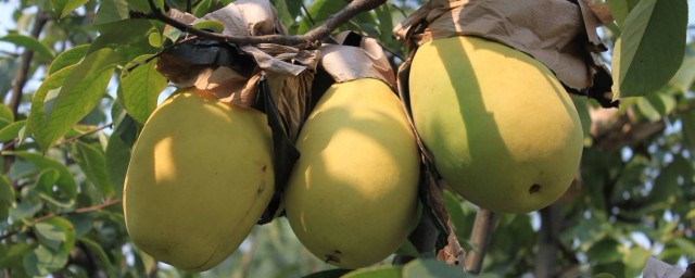 芒果和木瓜的區別 怎麼區分芒果和木瓜