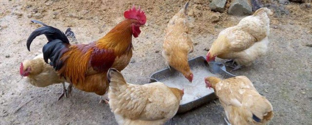 下蛋雞吃什麼飼料 該怎麼選擇呢
