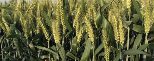 小麥一畝要多少種子 怎麼算