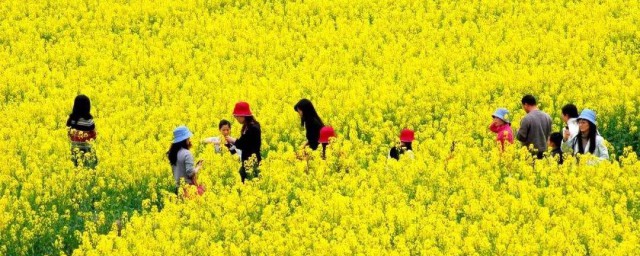 順義興農天力農業園要門票嗎 順義醉美油菜花