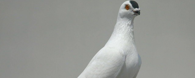 高飛鴿子品種 高飛鴿子品種介紹